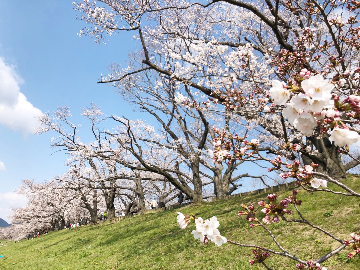 八幡の桜1